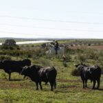 Cuadri, camada de 2018