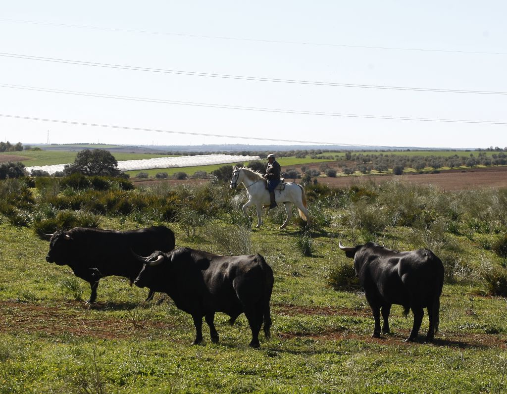 Cuadri, camada de 2018