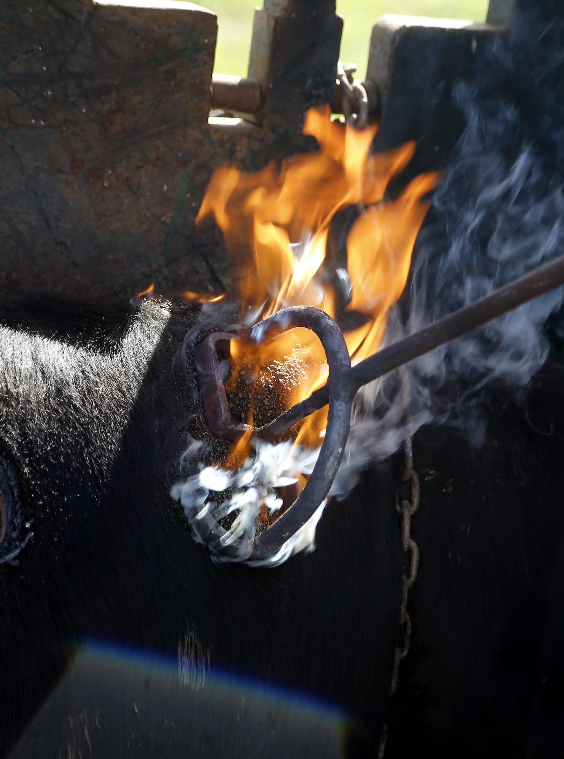 Herradero en casa de Alejandro Talavante. Mayo de 2018
