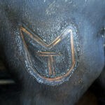 Herradero en casa de Alejandro Talavante. Mayo de 2018