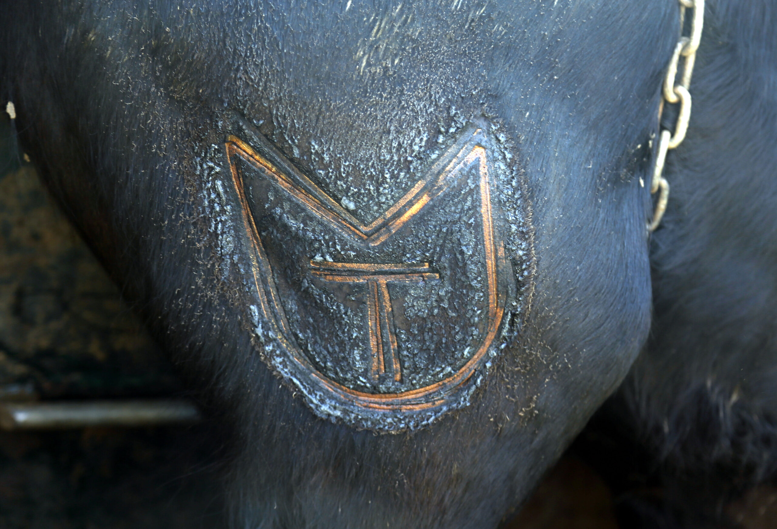 Herradero en casa de Alejandro Talavante. Mayo de 2018