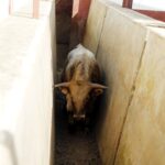 Herradero en casa de Alejandro Talavante. Mayo de 2018