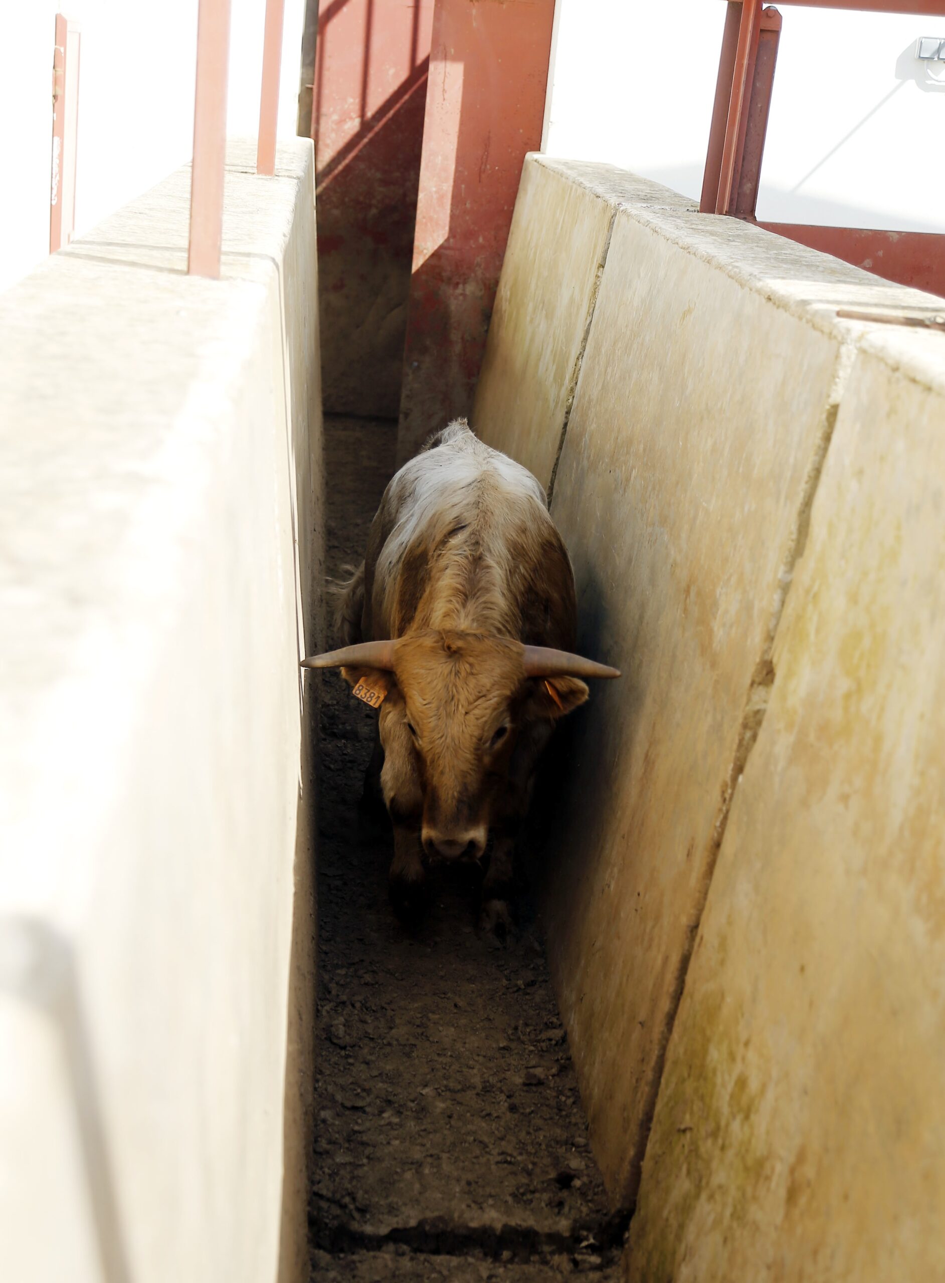 Herradero en casa de Alejandro Talavante. Mayo de 2018