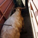 Herradero en casa de Alejandro Talavante. Mayo de 2018