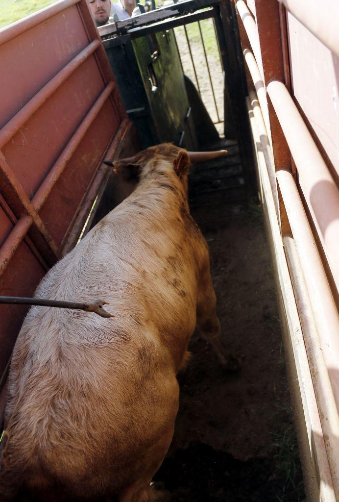 Herradero en casa de Alejandro Talavante. Mayo de 2018