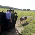 Herradero en casa de Alejandro Talavante. Mayo de 2018