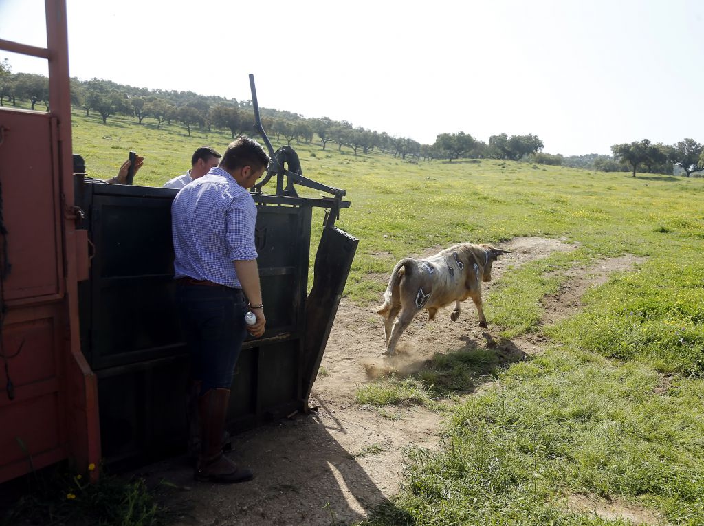 Herradero en casa de Alejandro Talavante. Mayo de 2018