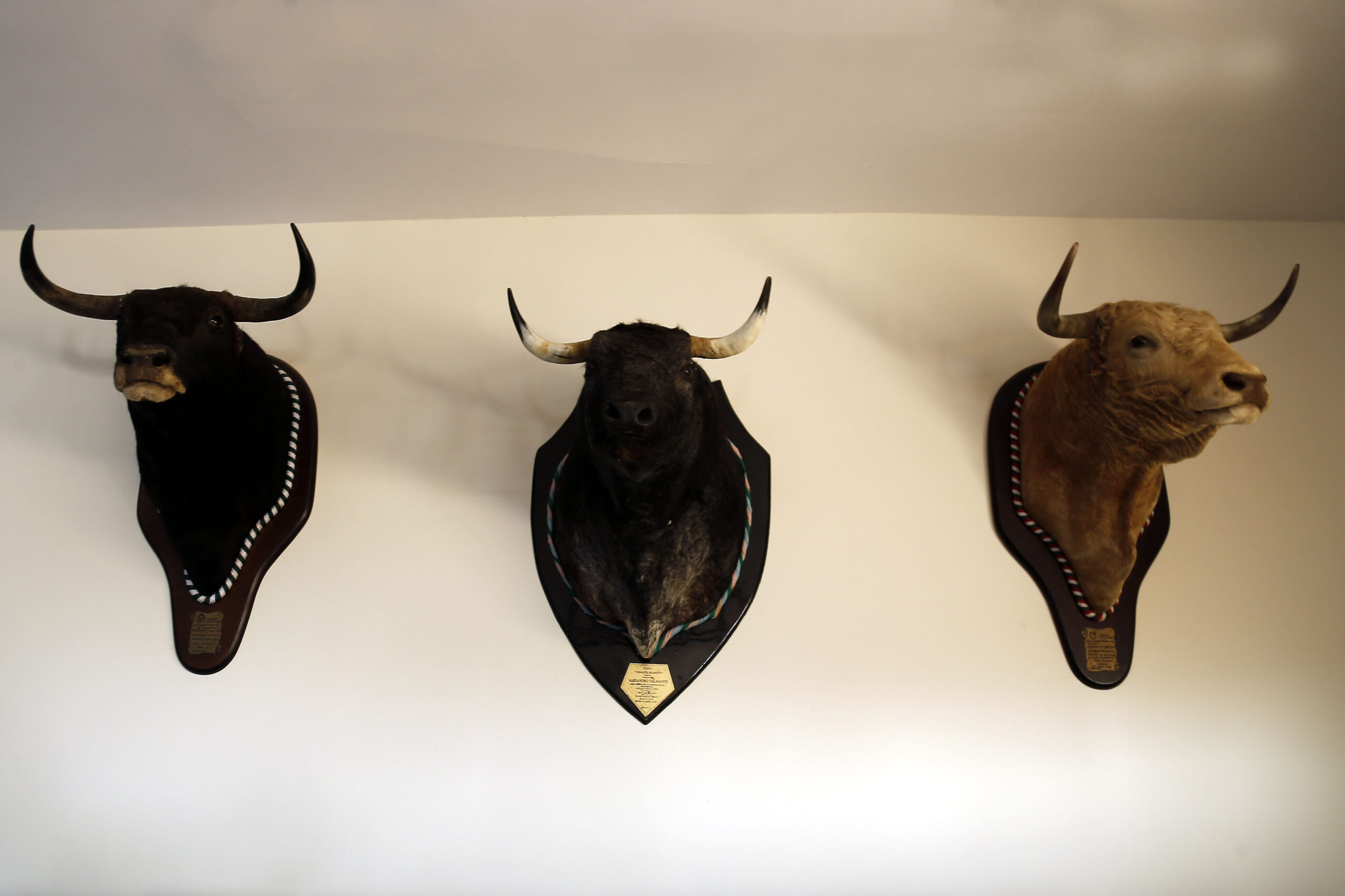 Alejandro Talavante en su finca, mayo de 2018