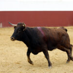 Iván Vicente, tentadero en Fuente Ymbro (Abril de 2018)