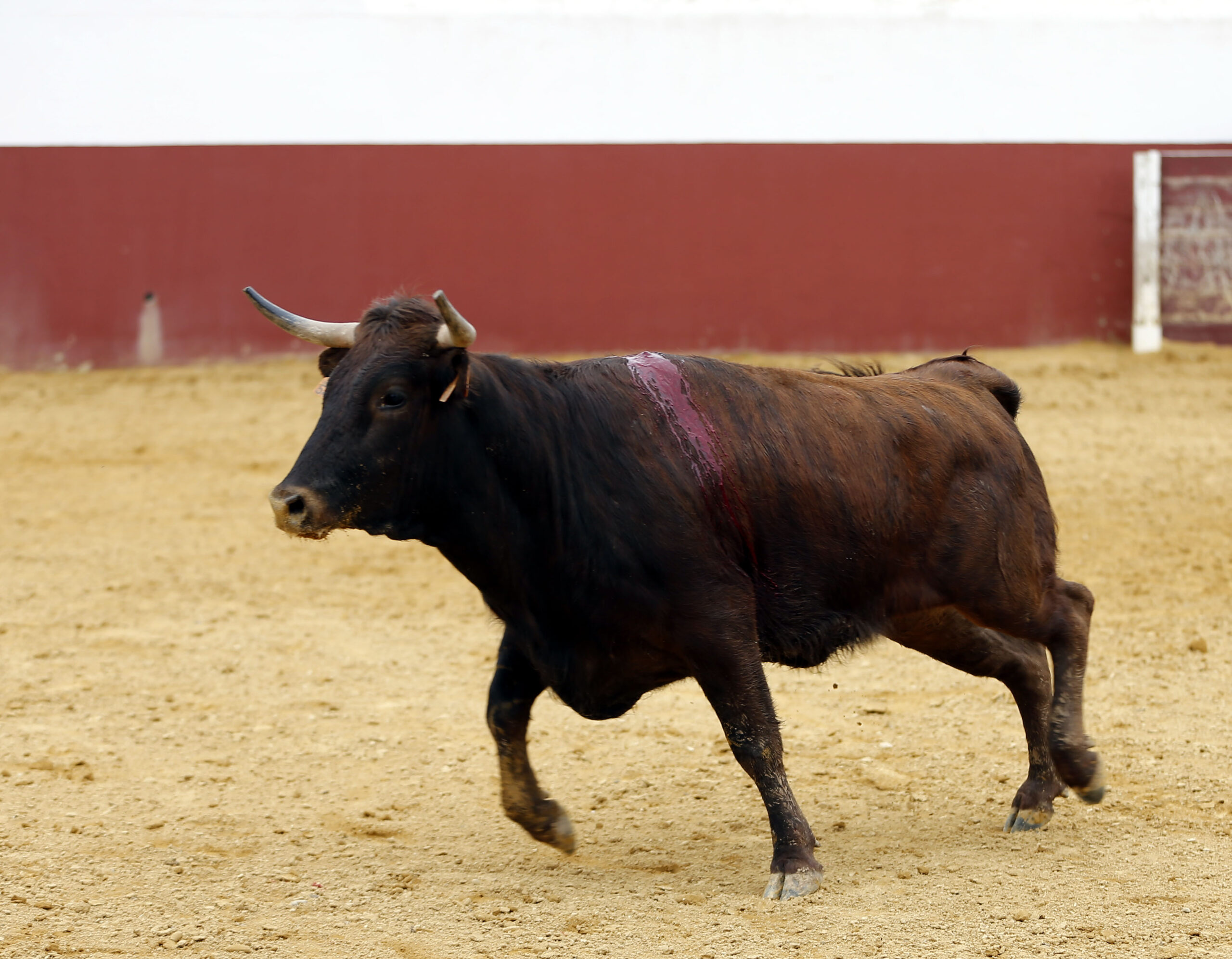 Iván Vicente, tentadero en Fuente Ymbro (Abril de 2018)
