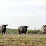 Madrid - Feria de San Isidro - Toros de Partido de Resina - Lunes 28 de mayo de 2018