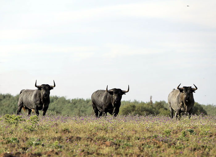 Madrid - Feria de San Isidro - Toros de Partido de Resina - Lunes 28 de mayo de 2018