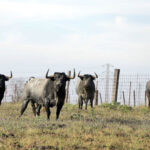 Madrid - Feria de San Isidro - Toros de Partido de Resina - Lunes 28 de mayo de 2018