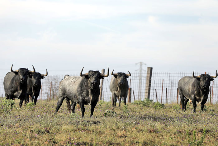 Madrid - Feria de San Isidro - Toros de Partido de Resina - Lunes 28 de mayo de 2018