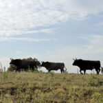 Madrid - Feria de San Isidro - Toros de Partido de Resina - Lunes 28 de mayo de 2018