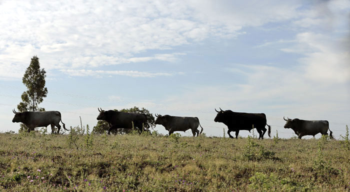 Madrid - Feria de San Isidro - Toros de Partido de Resina - Lunes 28 de mayo de 2018