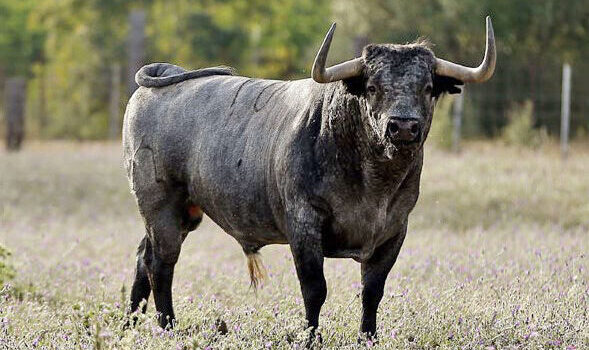 José Luis Algora deja Partido de Resina