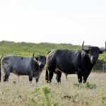 Madrid - Feria de San Isidro - Toros de Partido de Resina - Lunes 28 de mayo de 2018