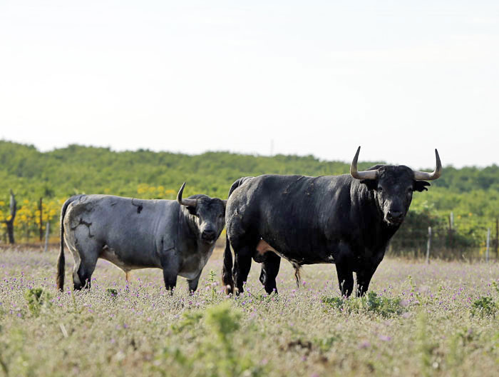 Madrid - Feria de San Isidro - Toros de Partido de Resina - Lunes 28 de mayo de 2018