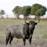 Madrid - Feria de San Isidro - Toros de Partido de Resina - Lunes 28 de mayo de 2018