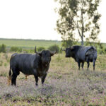 Madrid - Feria de San Isidro - Toros de Partido de Resina - Lunes 28 de mayo de 2018