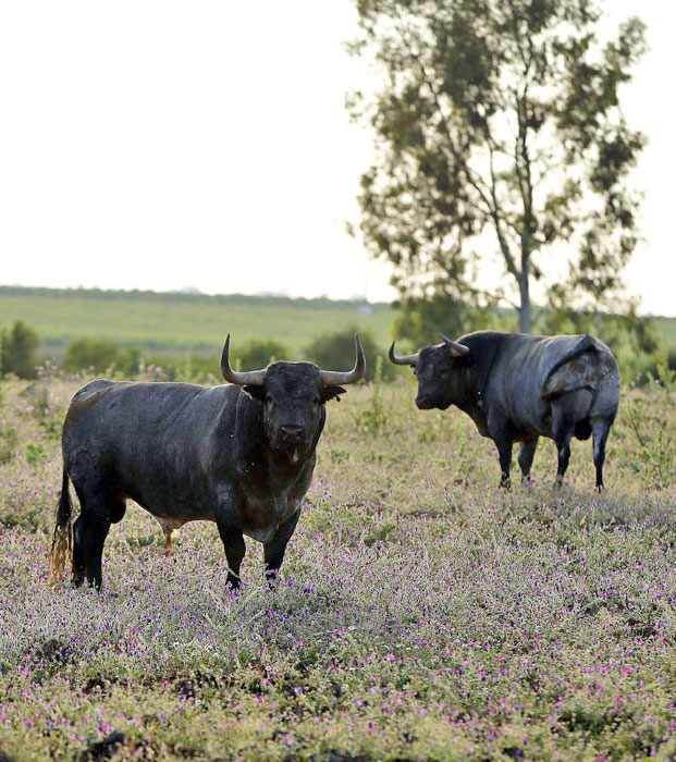 Madrid - Feria de San Isidro - Toros de Partido de Resina - Lunes 28 de mayo de 2018