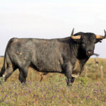 Madrid - Feria de San Isidro - Toros de Partido de Resina - Lunes 28 de mayo de 2018