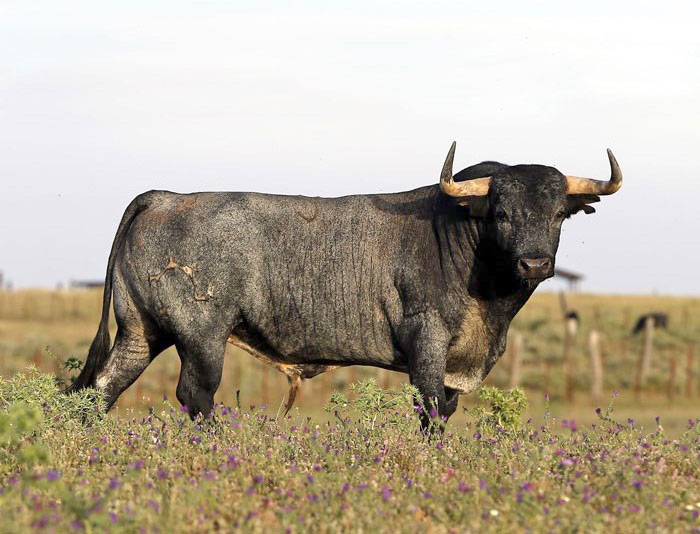 Madrid - Feria de San Isidro - Toros de Partido de Resina - Lunes 28 de mayo de 2018