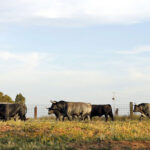 Madrid - Feria de San Isidro - Toros de Partido de Resina - Lunes 28 de mayo de 2018