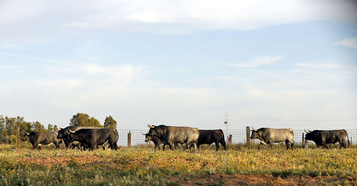 Madrid - Feria de San Isidro - Toros de Partido de Resina - Lunes 28 de mayo de 2018