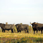 Madrid - Feria de San Isidro - Toros de Partido de Resina - Lunes 28 de mayo de 2018