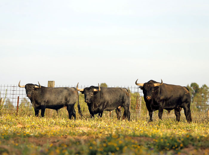 Madrid - Feria de San Isidro - Toros de Partido de Resina - Lunes 28 de mayo de 2018