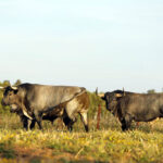 Madrid - Feria de San Isidro - Toros de Partido de Resina - Lunes 28 de mayo de 2018