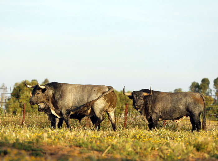 Madrid - Feria de San Isidro - Toros de Partido de Resina - Lunes 28 de mayo de 2018