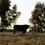 Madrid - Feria de San Isidro - Toros de Partido de Resina - Lunes 28 de mayo de 2018