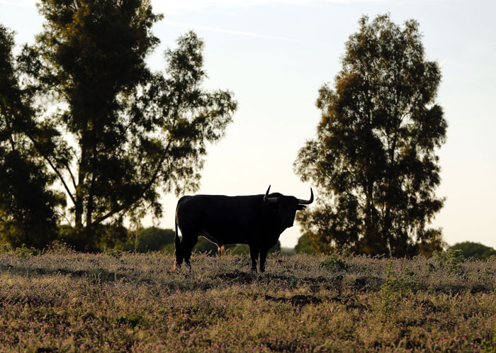 Madrid - Feria de San Isidro - Toros de Partido de Resina - Lunes 28 de mayo de 2018