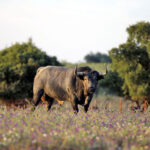 Madrid - Feria de San Isidro - Toros de Partido de Resina - Lunes 28 de mayo de 2018