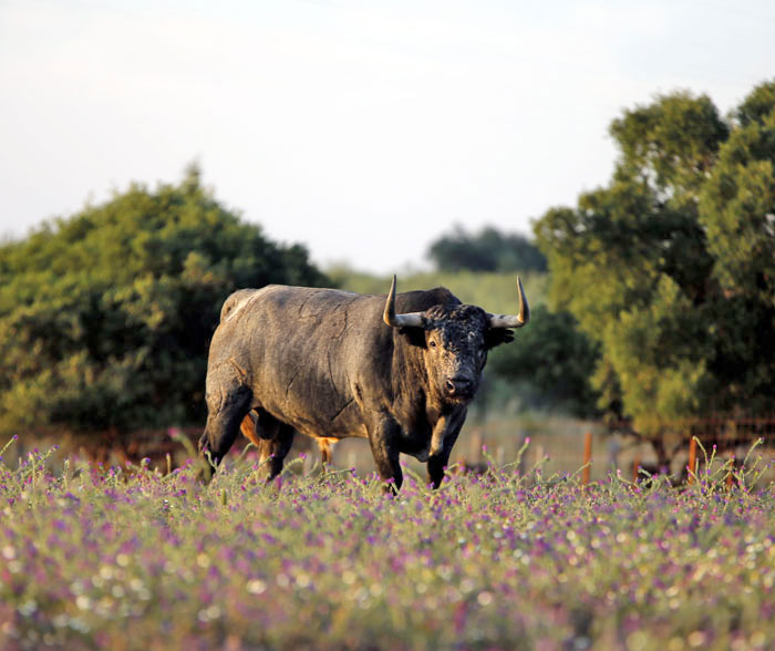Madrid - Feria de San Isidro - Toros de Partido de Resina - Lunes 28 de mayo de 2018
