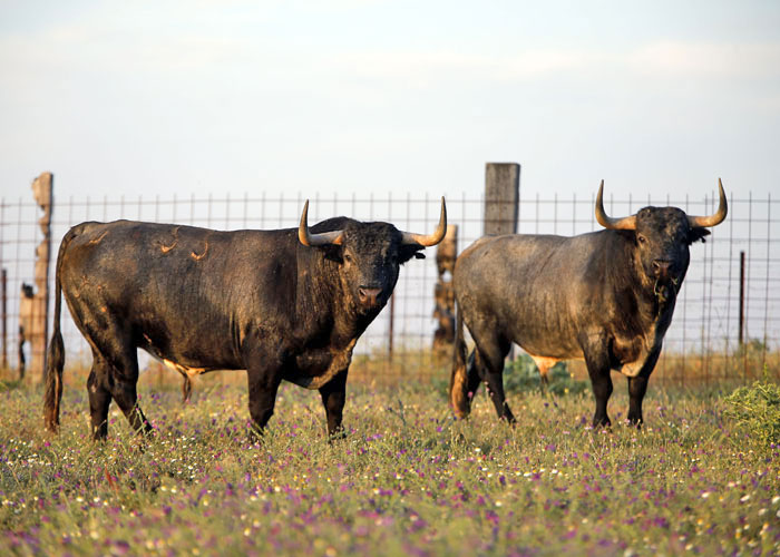 Madrid - Feria de San Isidro - Toros de Partido de Resina - Lunes 28 de mayo de 2018