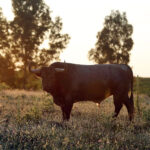 Madrid - Feria de San Isidro - Toros de Partido de Resina - Lunes 28 de mayo de 2018