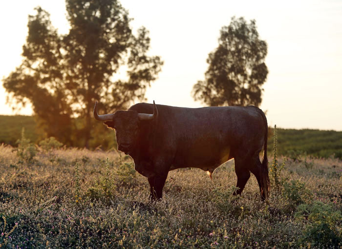 Madrid - Feria de San Isidro - Toros de Partido de Resina - Lunes 28 de mayo de 2018