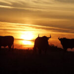 Madrid - Feria de San Isidro - Toros de Partido de Resina - Lunes 28 de mayo de 2018