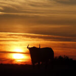 Madrid - Feria de San Isidro - Toros de Partido de Resina - Lunes 28 de mayo de 2018