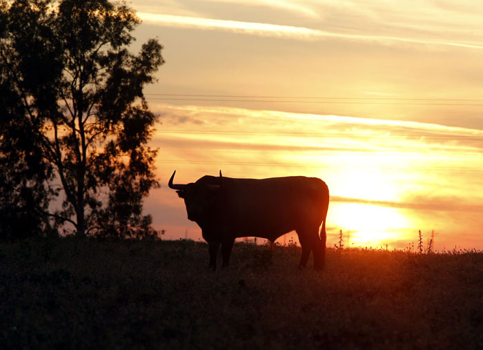 Madrid - Feria de San Isidro - Toros de Partido de Resina - Lunes 28 de mayo de 2018