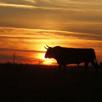 Madrid - Feria de San Isidro - Toros de Partido de Resina - Lunes 28 de mayo de 2018