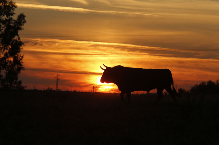 Madrid - Feria de San Isidro - Toros de Partido de Resina - Lunes 28 de mayo de 2018