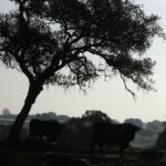 Cuadri, camada de 2018