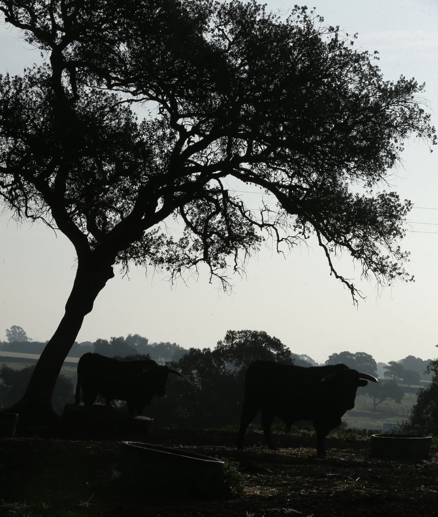 Cuadri, camada de 2018