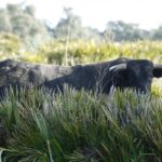 Cuadri, camada de 2018