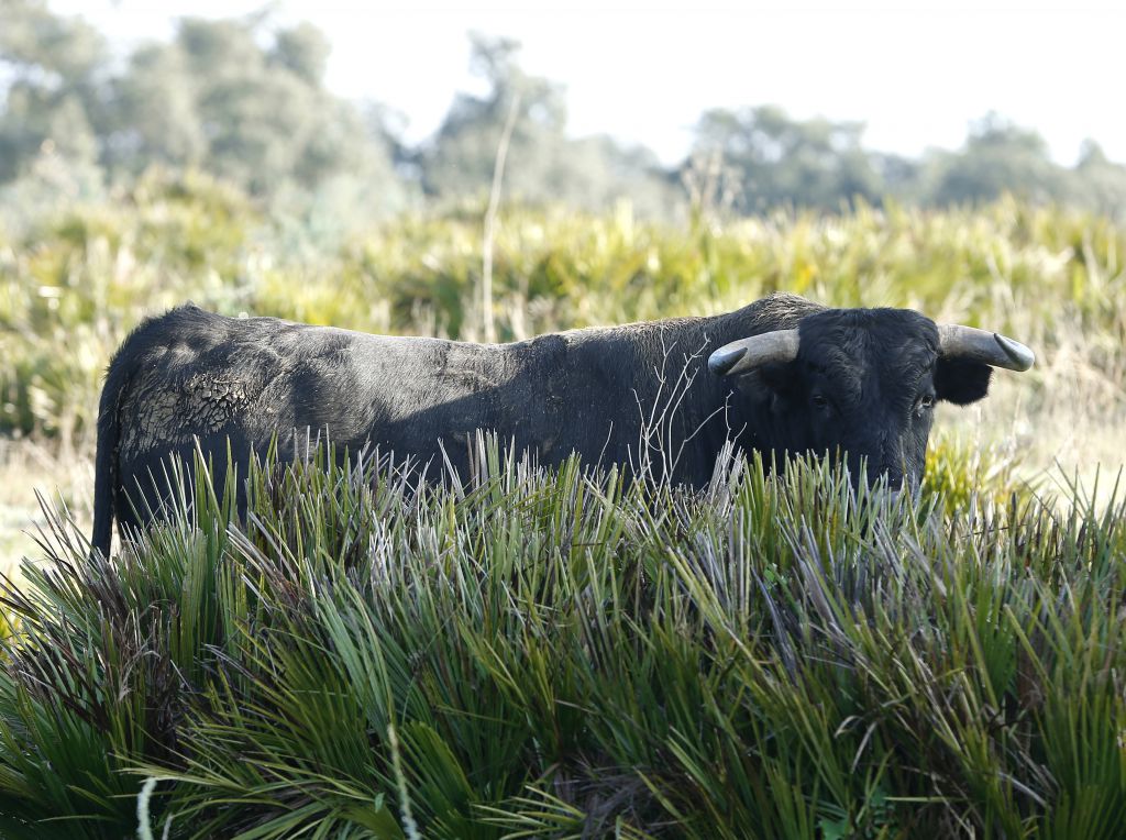 Cuadri, camada de 2018